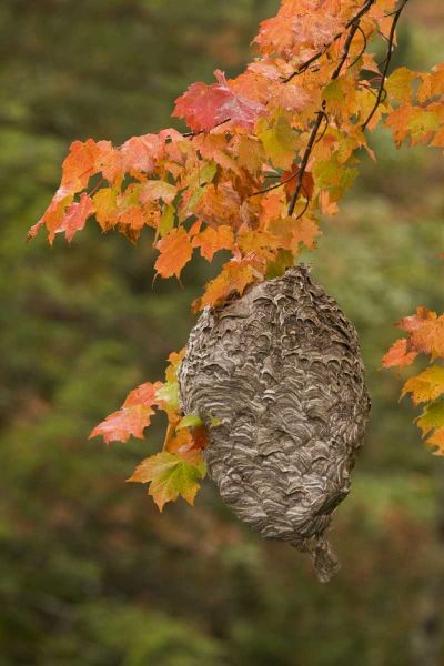 MI, Bald-faced hornet nest in a maple tree